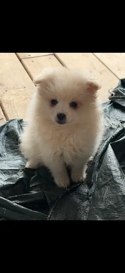 Pomeranian Eskimo, View more