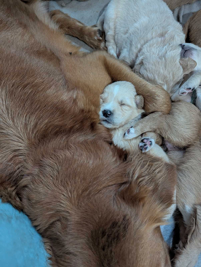 goldens (bien lire jusqu'à la fin) dans Chiens et chiots à adopter  à Thetford Mines - Image 4