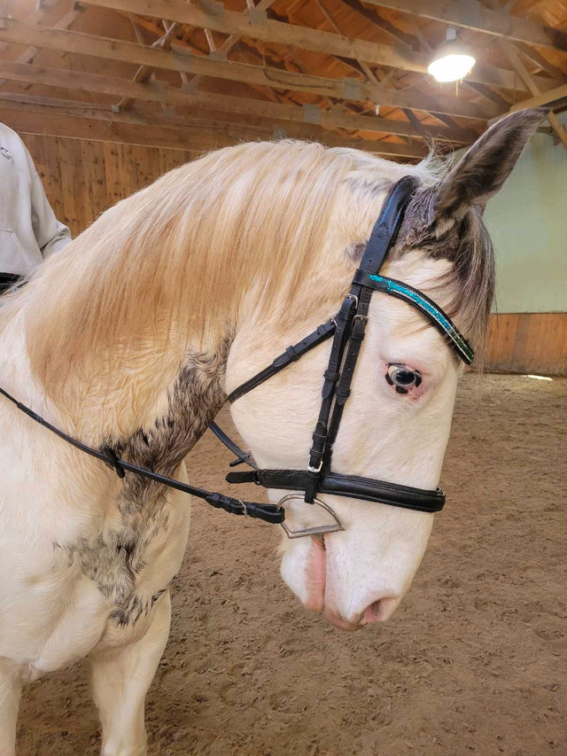 Horse for Part Board in Horses & Ponies for Rehoming in Oakville / Halton Region - Image 4