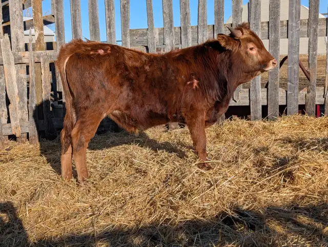 Texas Longhorn Bulls in Livestock in Moose Jaw - Image 4