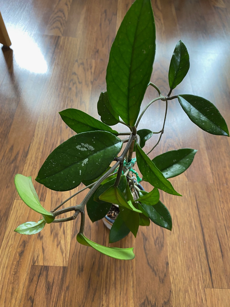 Hoya Carnosa Plant Plants, Fertilizer & Soil Edmonton Kijiji