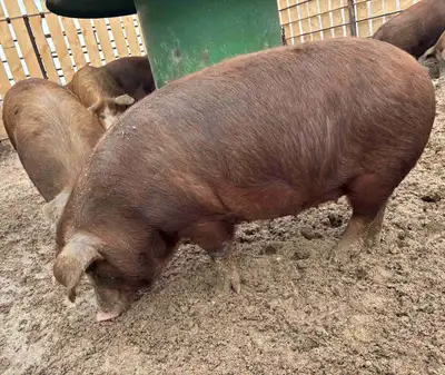 Pigs for sale , View more