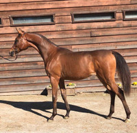 Purebred Arabian Yearling Filly 