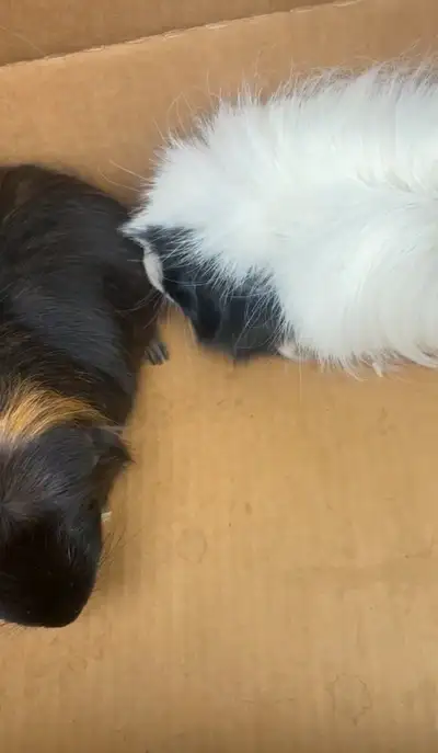 2 male bonded guinea pigs free to a good home, View more
