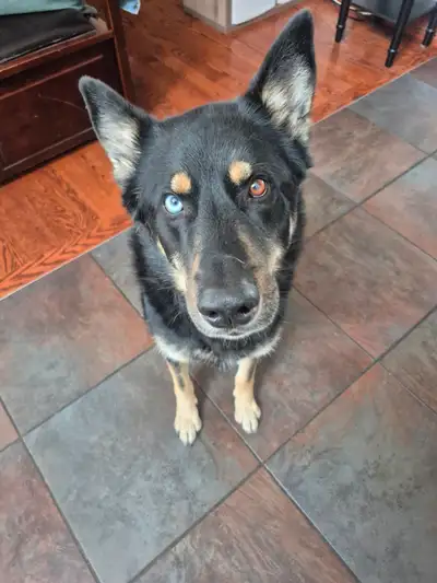  Bert– 6-Year-Old Husky/Shepherd Mix Looking for a Loving Home, View more