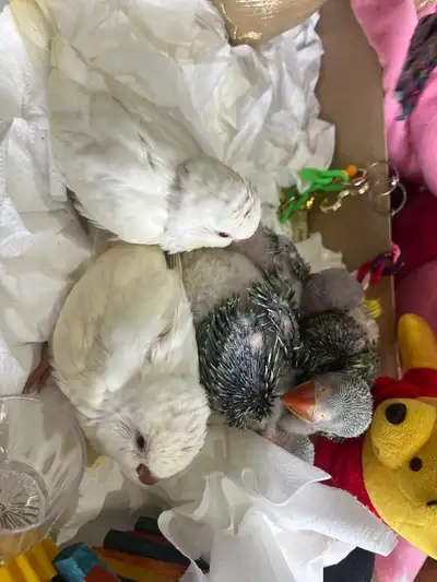 Quaker Babies Being Handraised and Handfed, View more