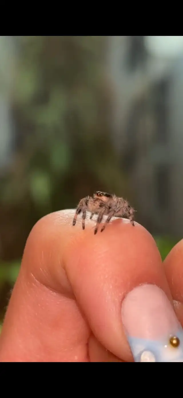 JUMPING SPIDERS FOR SALE in Small Animals for Rehoming in Markham / York Region - Image 6