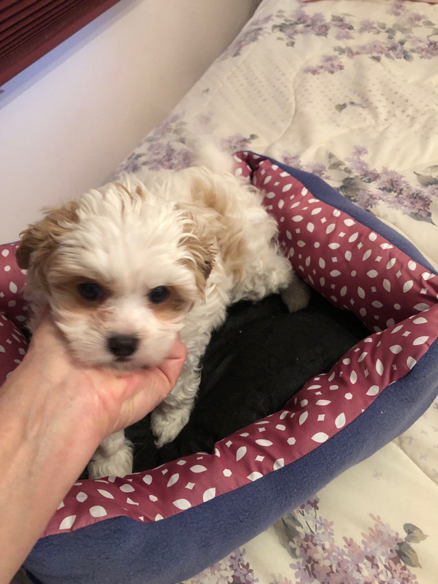 Toy cavapoo puppy Vet checkedhealthy in Dogs & Puppies for Rehoming in Edmonton - Image 2