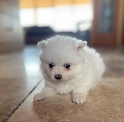 MINI POMSKY PUPPIES, View more