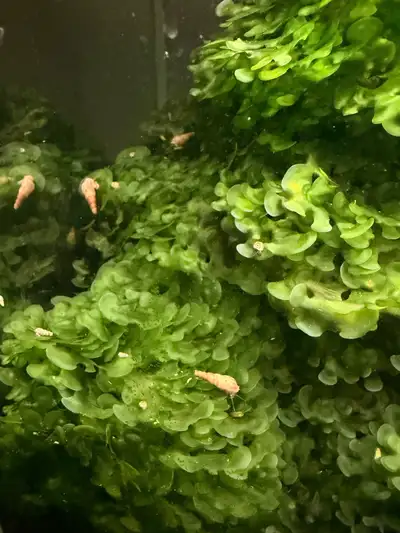 Malaysian trumpet snail 4 for $1, View more