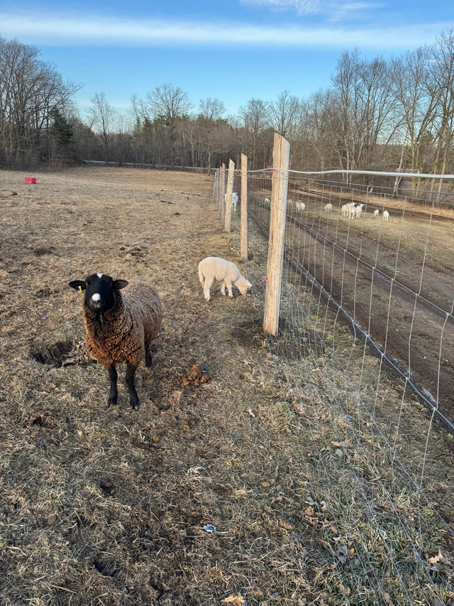 Ewe with her daughter  in Livestock in Oakville / Halton Region - Image 2