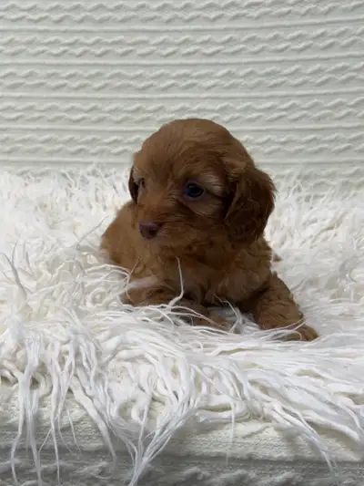 cavapoo puppies, View more