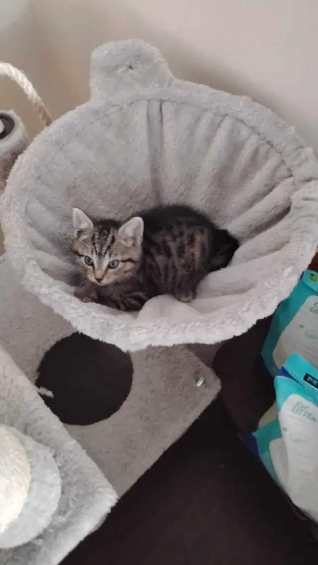 KITTIES !! Needing reliable homes!! in Cats & Kittens for Rehoming in Ottawa - Image 3