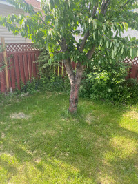 lawn leveling service ottawa