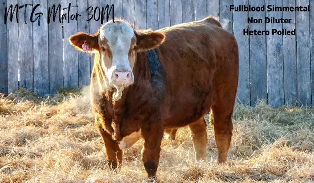2 Year Old Simmental Bulls  in Livestock in Grande Prairie - Image 3