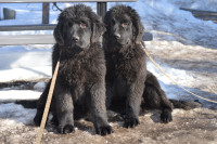 Purebred Newfoundlander Puppies Available
