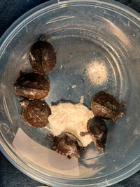 Baby Pet Turtles rare Small Species CB Loggerhead Musk Reptiles