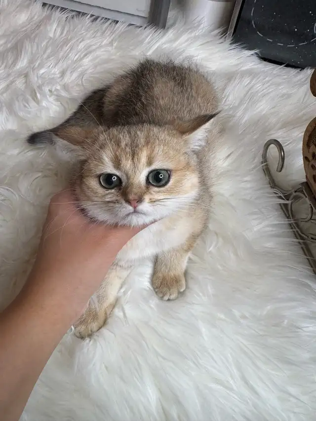 purebred British shorthair babies | Cats & Kittens for Rehoming ...