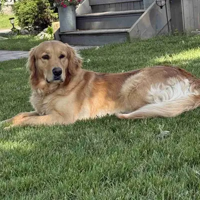 Purebred Golden Retrievers, View more
