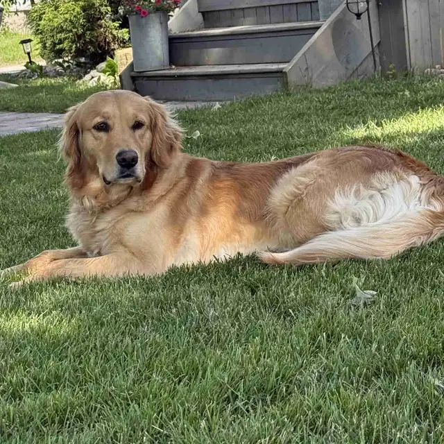 Purebred Golden Retrievers in Dogs & Puppies for Rehoming in Woodstock - Image 2