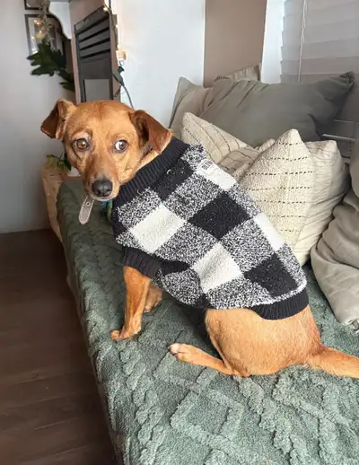 Tiny Female Dachshund Cross, View more