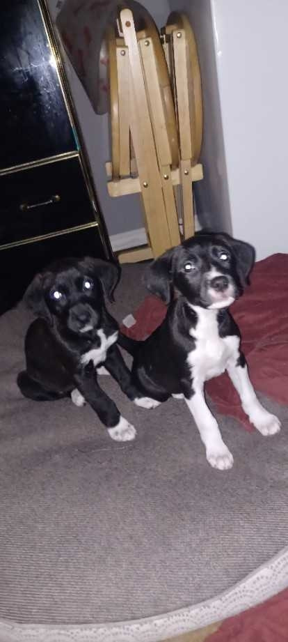 Leap Year 7 week old Pups in Dogs & Puppies for Rehoming in St. Albert