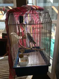 Budgie and Cage