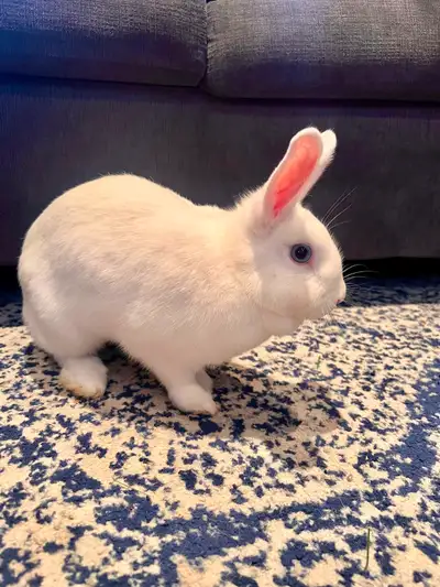 Female bunny for rehoming, View more