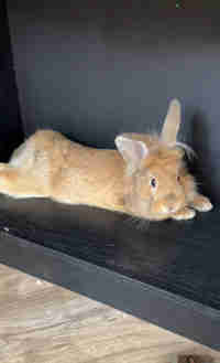 Lion head rabbit 