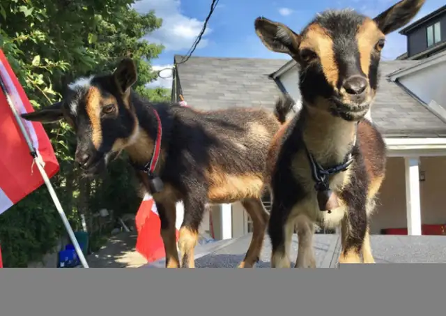 BABY GOATS BIRTHDAY PARTY RENTAL GTA in Animal & Pet Services in City of Toronto - Image 3