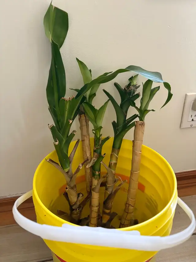 Dracaena fragrans in Plants, Fertilizer & Soil in Mississauga / Peel Region - Image 4