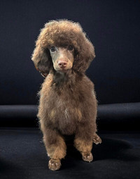 CKC Brown Phantom Miniature Poodle