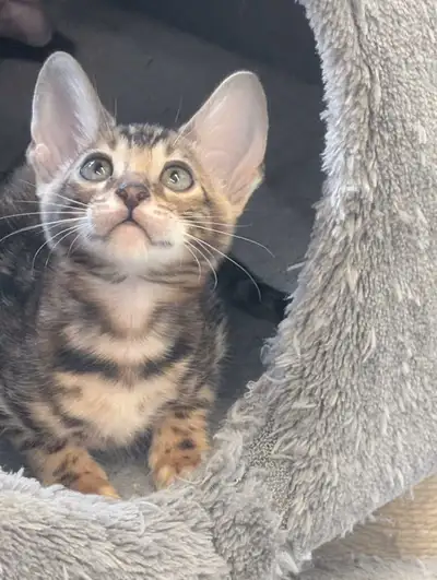 TICA Quality Bengal kittens, View more