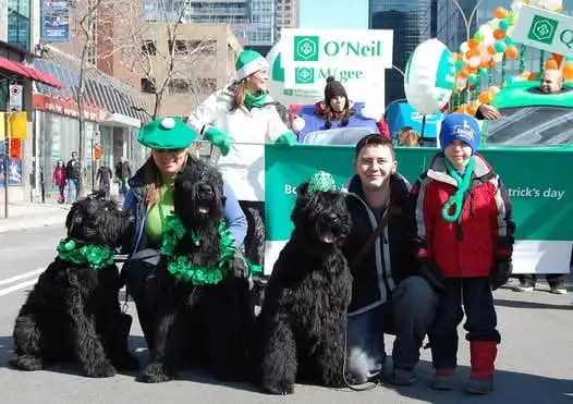 Black Russian Terrier CKC registration in Dogs & Puppies for Rehoming in Oakville / Halton Region - Image 11