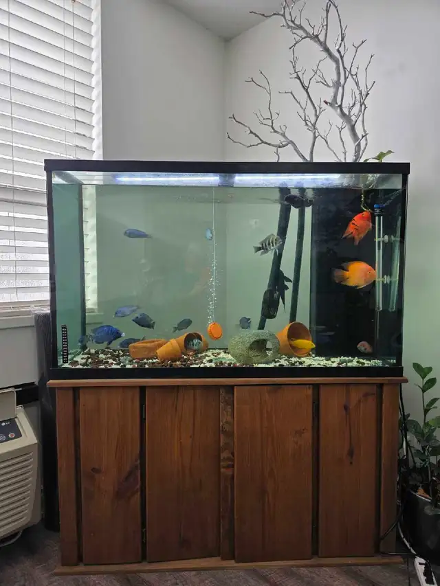 aquarium  in Fish for Rehoming in Mississauga / Peel Region - Image 3