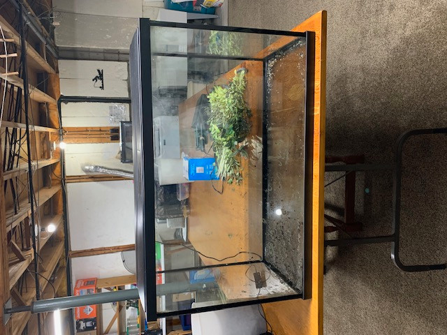 Aquarium-30 Gallon-Stand in Fish for Rehoming in North Bay - Image 2