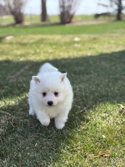 Minature American Eskimo Puppies , View more