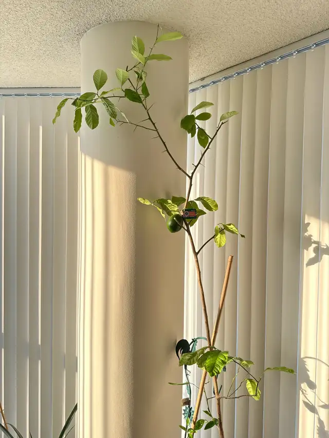Tall citrus tree sapling 8ft tall $125