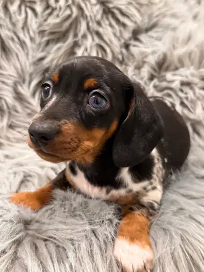 Purebred miniature Dachshunds, View more