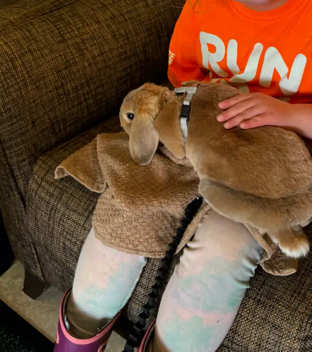 Mini Plush Lop Baby Boy in Small Animals for Rehoming in Delta/Surrey/Langley - Image 6
