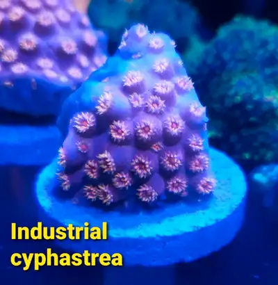 Industrial cyphastrea - saltwater coral frag , View more