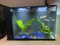 Aquarium with fish for sale