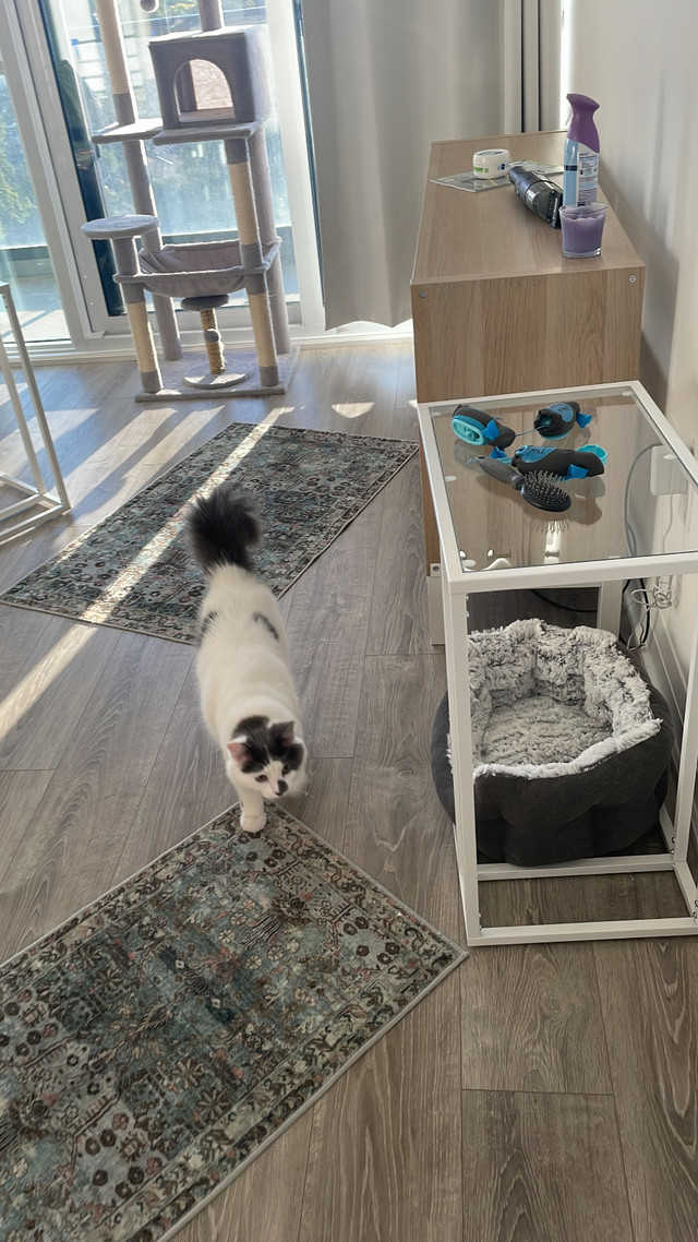 8 months old vaccinated Siberian cat - Male, Not Neutered in Cats & Kittens for Rehoming in Mississauga / Peel Region