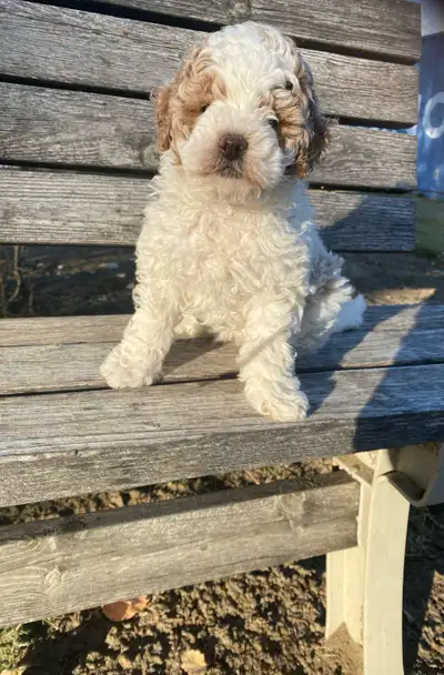 Reserve list now open for spring (march) Toy/ Mini Multigenerational Goldendoodle! dustyrosedoodles....