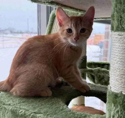 Kitten looking for furever home, View more