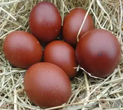 ISO copper marans, View more