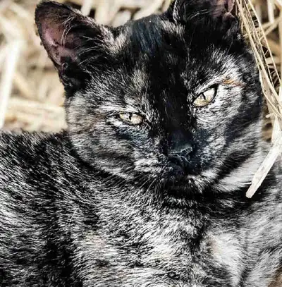 barn cats, View more