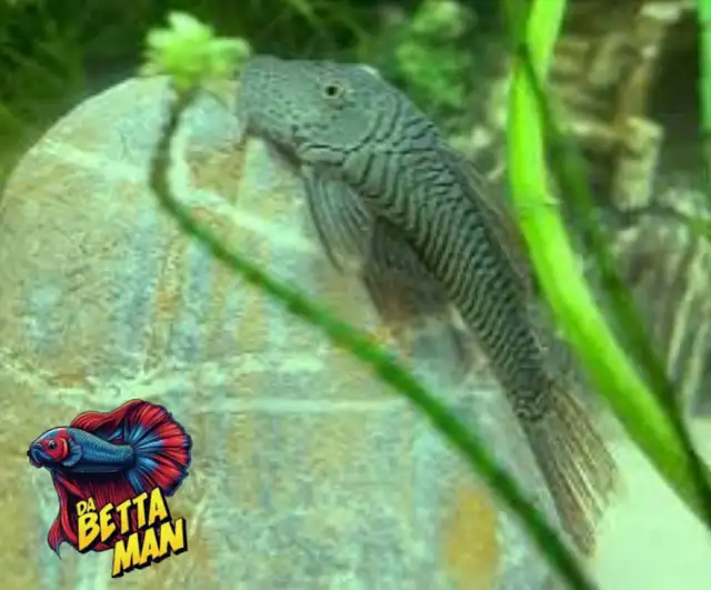 Rubber Lip Pleco’s in Fish for Rehoming in Windsor Region - Image 4