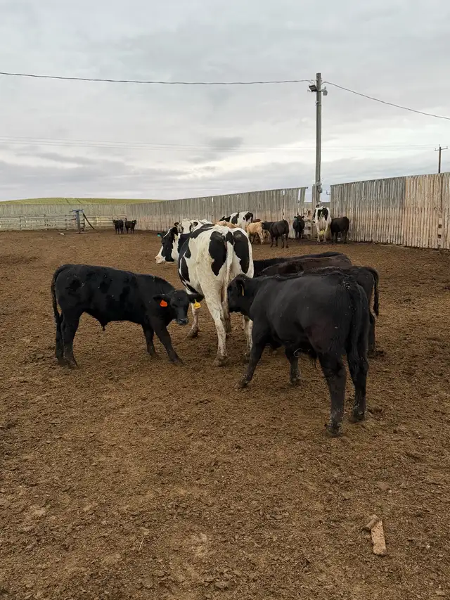Exposed Nurse Cows  in Livestock in Lethbridge - Image 4