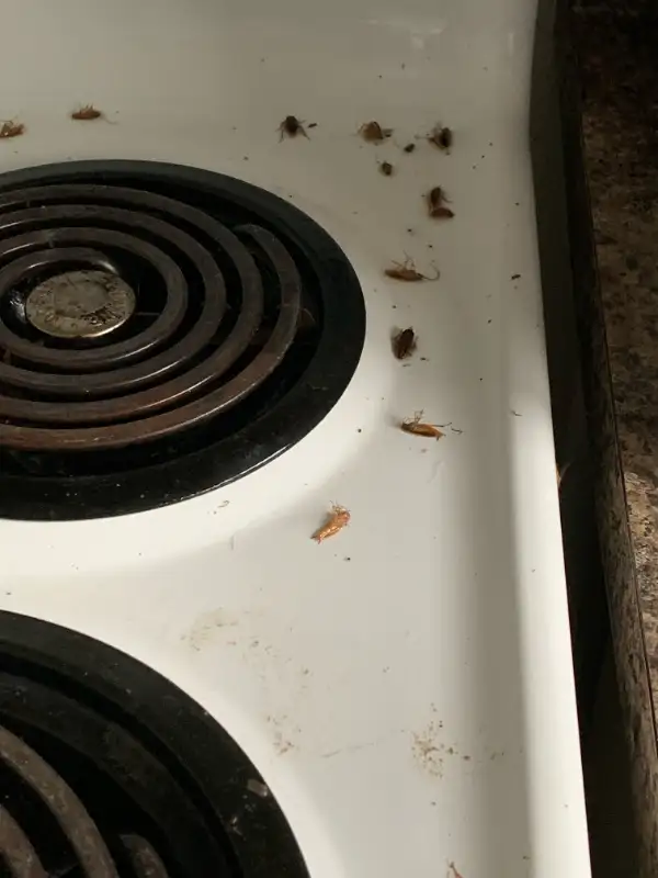 BEDBUGS, MICE, COCKROACH, BEDBUG, ANTS, WASP, PEST CONTROL64578847966595121